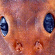 Illustration for article titled This Catfish Was Just Named After A iStar Wars/i Character